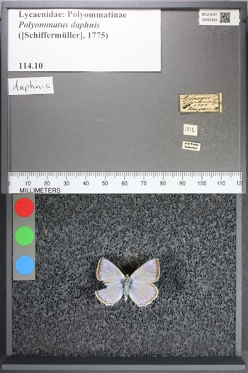 Media type: image;   Entomology 53822